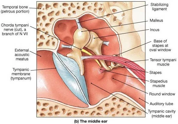 The Middle Ear - Parts - Bones - Muscles - TeachMeAnatomy